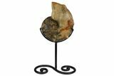 Cretaceous Ammonite (Mammites) With Metal Stand - Morocco #164215-1